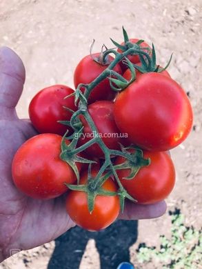 Фото 3 - 1855 F1 томат детермінантний Lark Seeds 500 насінин