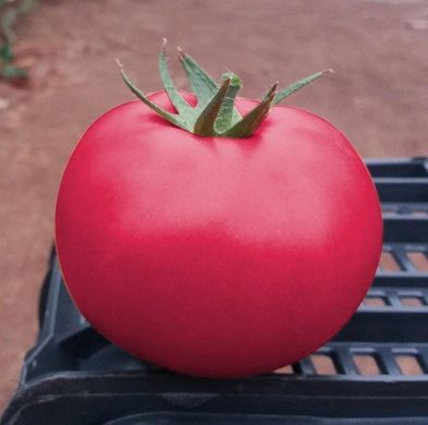 Фото 1 - Пинк Кристал F1 томат индетерминантный Clause 250 семян