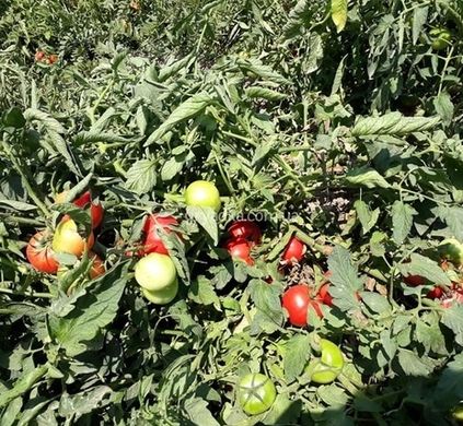 Фото 4 - Хапинет F1 томат детерминантный Syngenta 1 000 семян