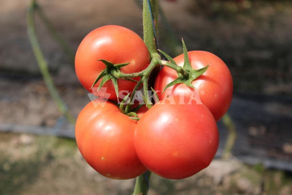 Фото 2 - Пинк Мун F1 томат индетерминантный Sakata 250 семян
