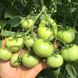 Пинк Кристал F1 томат индетерминантный Clause 250 семян