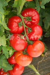 Фото 1 - Пінк Імпрешен F1 томат індетермінантний Sakata 250 насінин