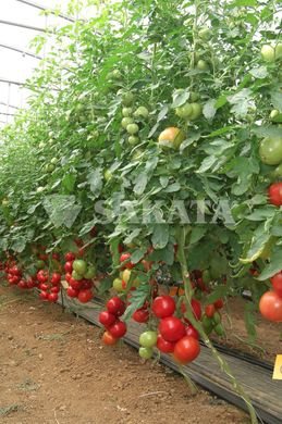 Фото 5 - Пинк Импрешен F1 томат индетерминантный Sakata 250 семян