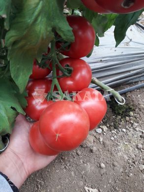 Фото 6 - Пинк Импрешен F1 томат индетерминантный Sakata 250 семян