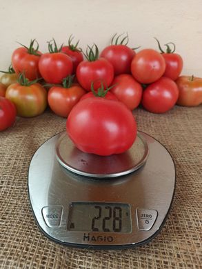 Фото 2 - Пінк Імпрешен F1 томат індетермінантний Sakata 250 насінин