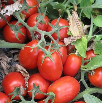 Фото 1 - 3402 F1 томат детерминантный Heinz 500 семян