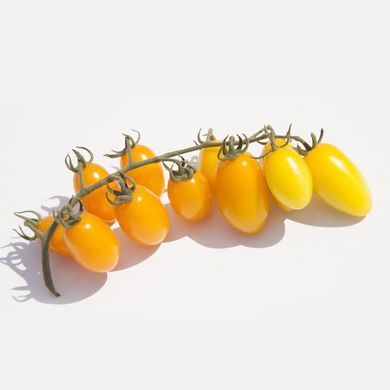 Фото 2 - КС 3670 (KS 3670) F1 томат черрі напівдетермінантний Kitano Seeds 10 насінин