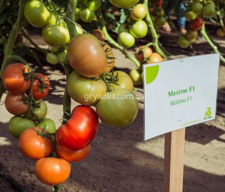 Фото 2 - Махитос F1 томат индетерминантный Rijk Zwaan 100 семян