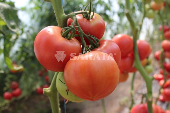 Фото 7 - Пінк Імпрешен F1 томат індетермінантний Sakata 250 насінин