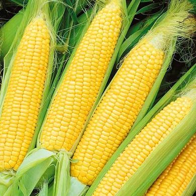 Фото 1 - Оверленд F1 кукуруза суперсладкая Syngenta 100 000 семян