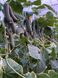 Примеро F1 огурец партенокарпический Yuksel Tohum 250 семян