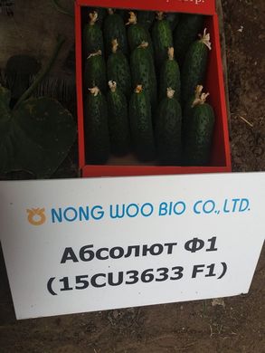 Фото 1 - Солют F1 (Абсолют F1) огурец партенокарпический Nongwoo Bio 1000 семян