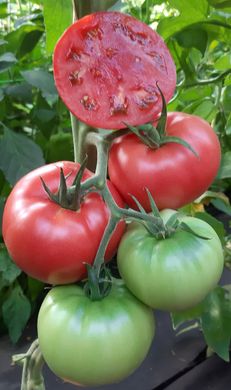 Фото 2 - Сим-Сим (EZ 777) F1 томат индетерминантный Libra Seeds 100 семян