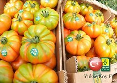 Фото 1 - Єллоу Кой F1 томат індетермінантний Yuksel Seeds 100 насінин