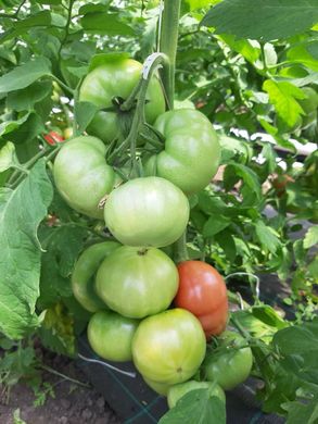 Фото 3 - Сим-Сим (EZ 777) F1 томат индетерминантный Libra Seeds 100 семян