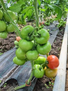 Фото 4 - Сим-Сим (EZ 777) F1 томат индетерминантный Libra Seeds 100 семян