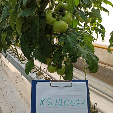 Фото 5 - Финли (КС 1205) F1 томат индетерминантный Kitano Seeds 100 семян