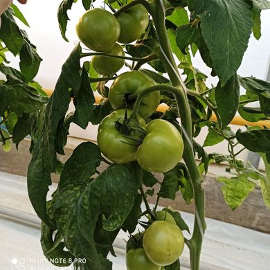 Фото 8 - Фінлі (КС 1205) F1 томат індетермінантний Kitano Seeds 100 насінин