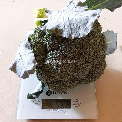 Фото 2 - Нексос F1 капуста броколі Sakata 1 000 насінин