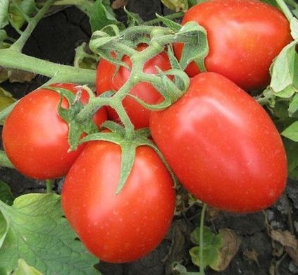 Фото 1 - 8504 F1 томат детерминантный Heinz 500 семян