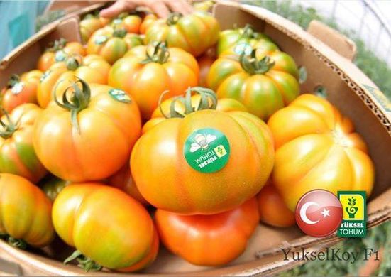 Фото 2 - Єллоу Кой F1 томат індетермінантний Yuksel Seeds 100 насінин