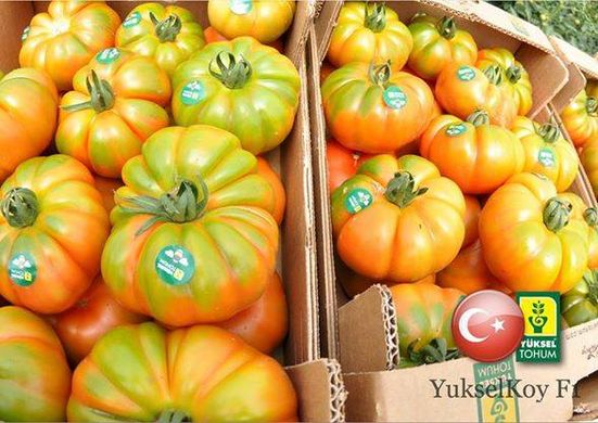 Фото 1 - Єллоу Кой F1 томат індетермінантний Yuksel Seeds 100 насінин