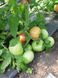 Сим-Сим (EZ 777) F1 томат индетерминантный Libra Seeds 100 семян
