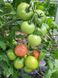 Сим-Сим (EZ 777) F1 томат индетерминантный Libra Seeds 100 семян