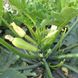 Язума F1 (KS 3714 F1) кабачок кустовой Kitano Seeds 250 семян