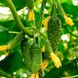 Солют F1 (Абсолют F1) огурец партенокарпический Nongwoo Bio 50 семян