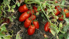 Фото 1 - Харди F1 томат детерминантный Heinz 5 000 семян