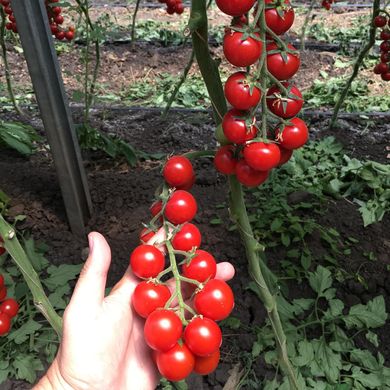 Фото 2 - Миноприо F1 томат индетерминантный Clause 250 семян