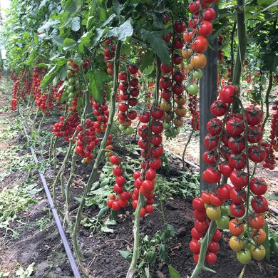 Фото 3 - Миноприо F1 томат индетерминантный Clause 250 семян
