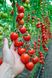 Миноприо F1 томат индетерминантный Clause 250 семян