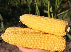 Фото 1 - Мореленд F1 кукурудза суперсолодка Syngenta 100 000 насінин