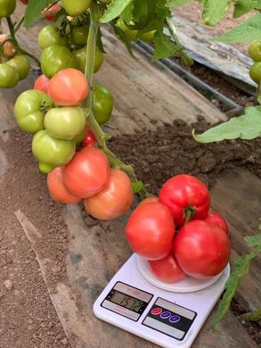 Фото 2 - Макан F1 томат полудетерминантный Clause 250 семян