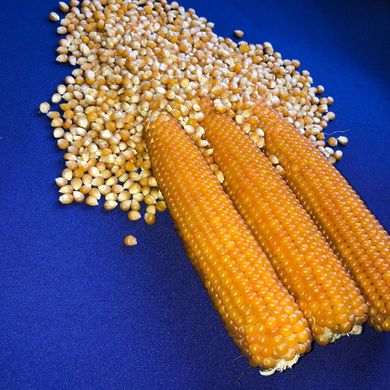 Фото 3 - Эстрелла F1 кукуруза для попкорна Spark Seeds 2 500 семян