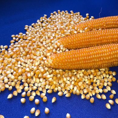 Фото 2 - Естрелла F1 кукурудза для попкорну Spark Seeds 2 500 насінин