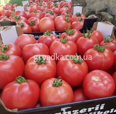 Фото 3 - Пинк Хит F1 томат индетерминантный Yuksel Tohum 100 семян