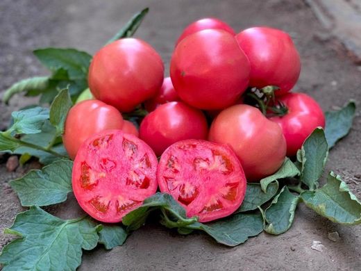 Фото 3 - Макан F1 томат полудетерминантный Clause 250 семян