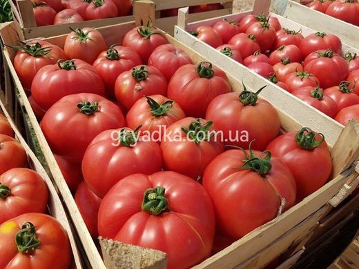 Фото 6 - Пинк Хит F1 томат индетерминантный Yuksel Tohum 100 семян