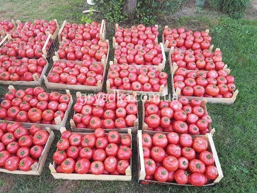 Фото 5 - Пінк Хіт F1 томат індетермінантний Yuksel Tohum 100 насінин