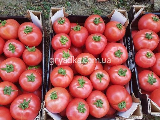 Фото 4 - Пинк Хит F1 томат индетерминантный Yuksel Tohum 100 семян