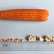 Эстрелла F1 кукуруза для попкорна Spark Seeds 2 500 семян
