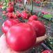 Макан F1 томат полудетерминантный Clause 250 семян