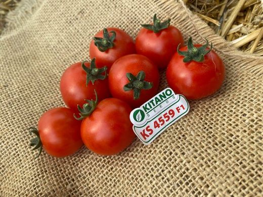 Фото 2 - Ітіро (КС 4559) F1 томат черрі індетермінантний Kitano Seeds 100 насінин