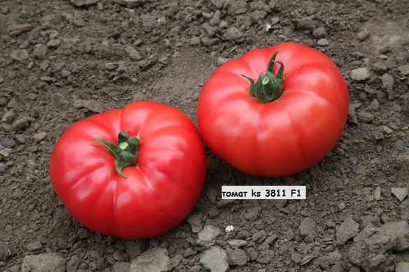 Фото 2 - KS (КС) 3811 F1 томат індетермінантний Kitano Seeds 100 насінин