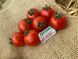 Итиро (КС 4559) F1 томат черри индетерминантный Kitano Seeds 100 семян