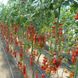 Ітіро (КС 4559) F1 томат черрі індетермінантний Kitano Seeds 100 насінин