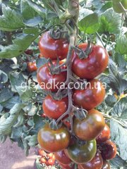 Фото 1 - Сашер F1 томат индетерминантный Yuksel Tohum 100 семян